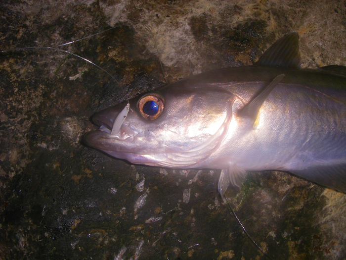 Like all the others it was hooked on the small dropper.