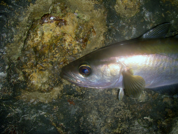 This was my final fish about ten minutes before I left.