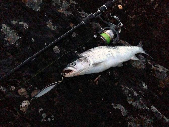 Another beautiful little 'trout.