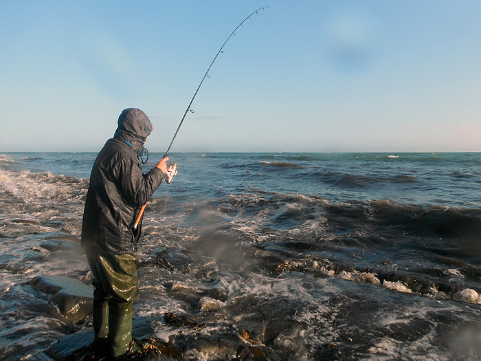 A nice mullet bends the spinning rod. Forgive the splashes blurring Rob's lens.