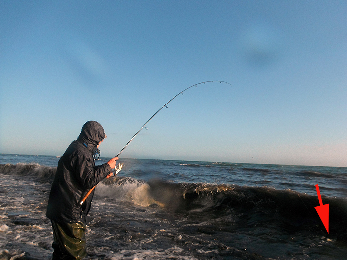 The fish is in the breaking waves and the line is accumulating bits of weed at a fast rate.