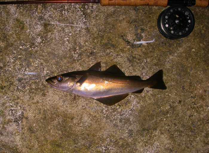 My first pollack on the Delta 'fly'.