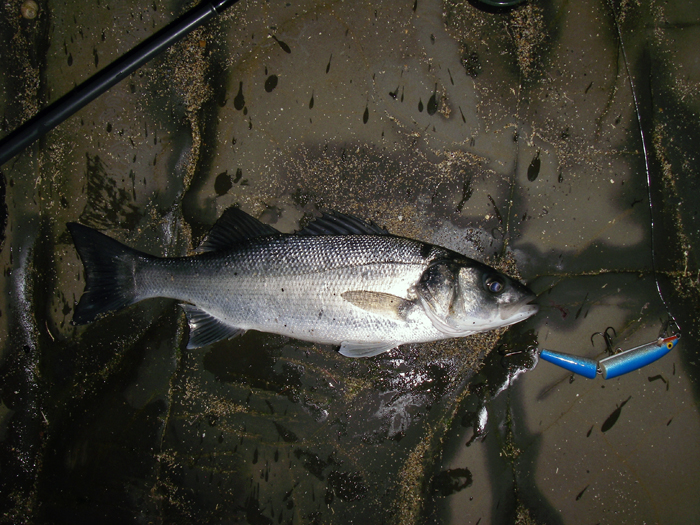 This was my smallest of the session.