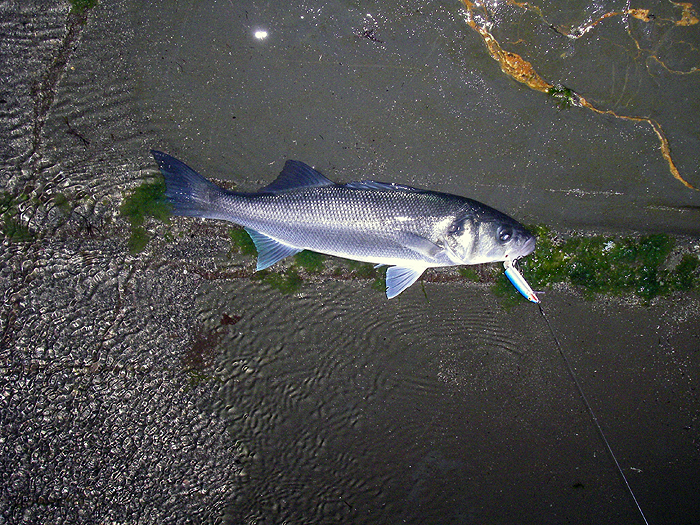 Not the biggest but another fine fat bass.