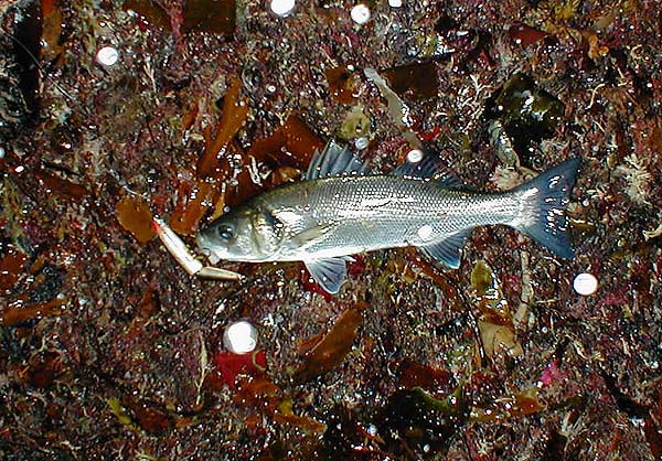 The fish were mostly feeding in the dirty water close to the edge of the sea. The white spots are splashes of surf reflecting in the flash
