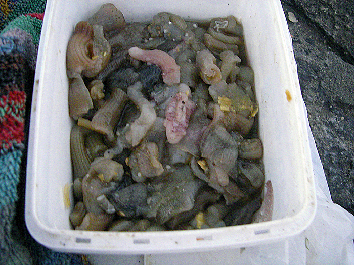 These are the bits of ?mollusc, ?acorn worm, he was using.