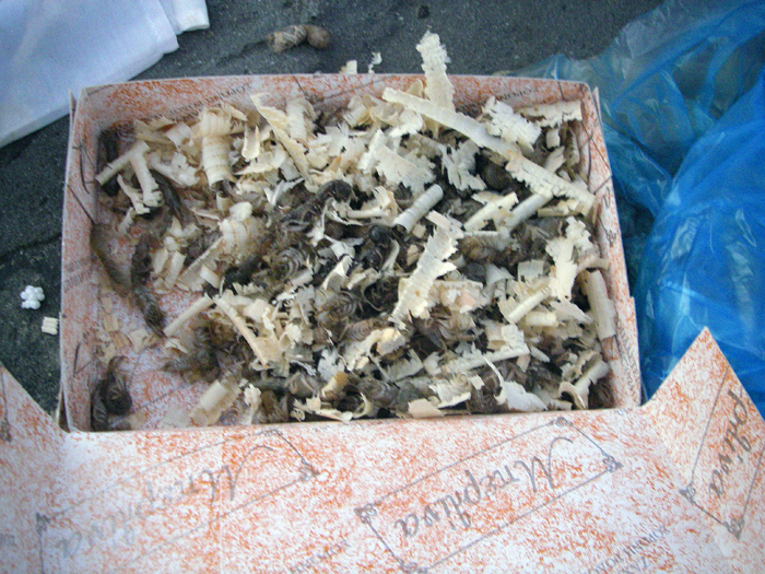 Sponge crabs? or tiny Alpheid prawns?. Where did he get them?