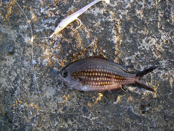 Also caughht on a Delta.