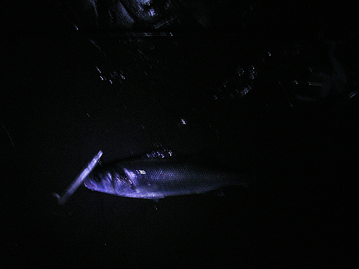 I took this without a flash to show that it was still pretty dark.