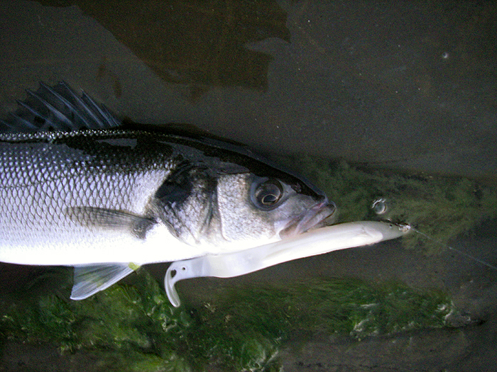 An hour later and it's bright enough to see the colours.