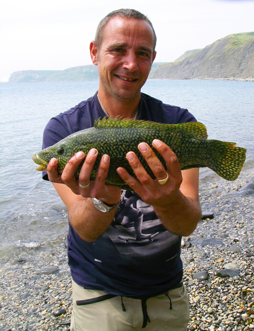 These fish are now common catches on soft plastics and may destroy lures with their strong teeth.