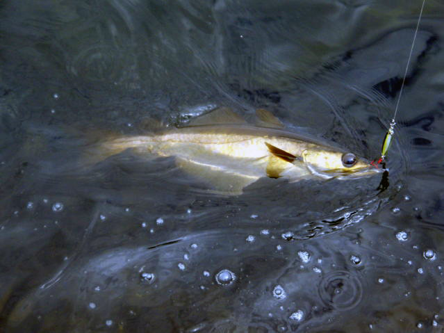 I'm over the moon if I get one like this in Dorset.