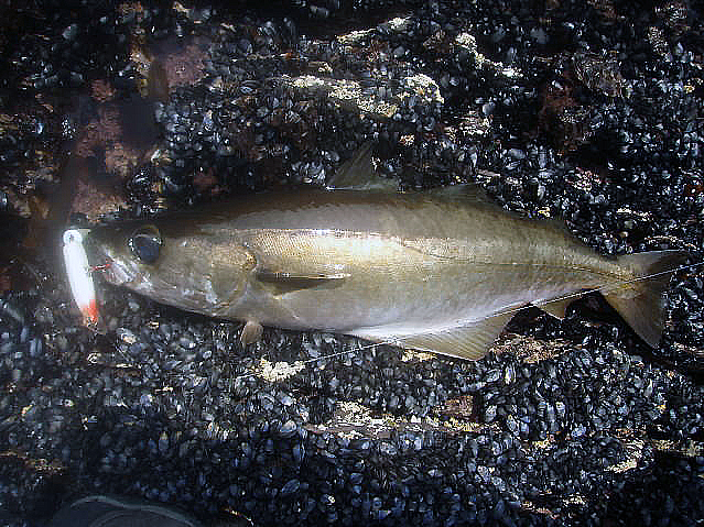 This six pounder took Dave's Rapala. I guess you could easily lose both fish and lure in the weeds on that first plunge.