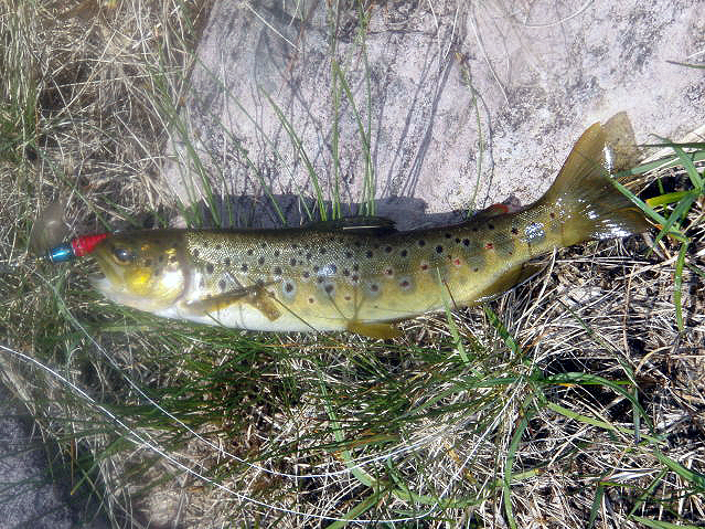 Typical little lough trout..