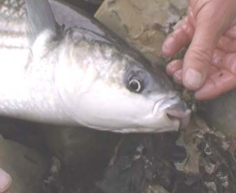 Just taking the woodlouse fly out of its lip.
