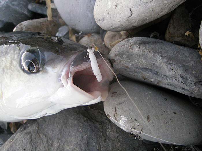 Well hooked in the 'vulcanised' top lip..