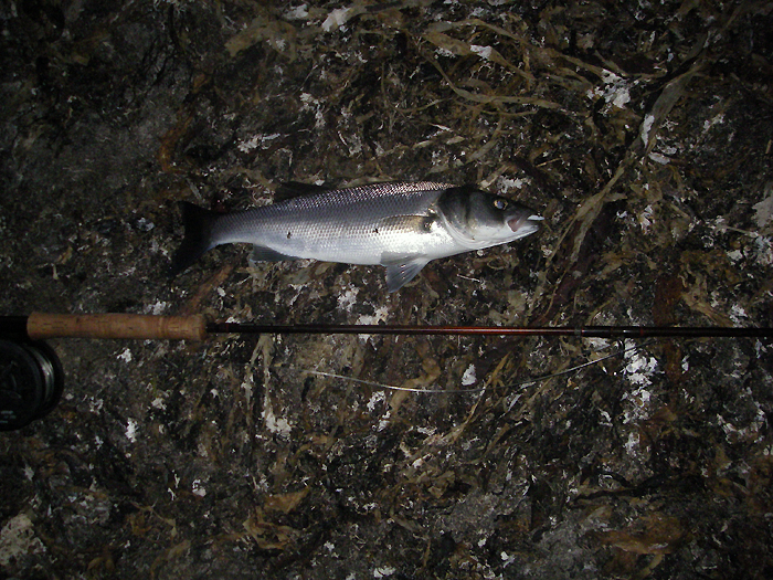 With the Delta still in its mouth. Small but it fought like stink on the fly gear.