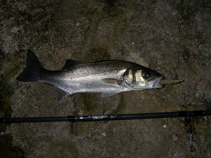 Taken spinning the Redgill in rough but fishable conditions.