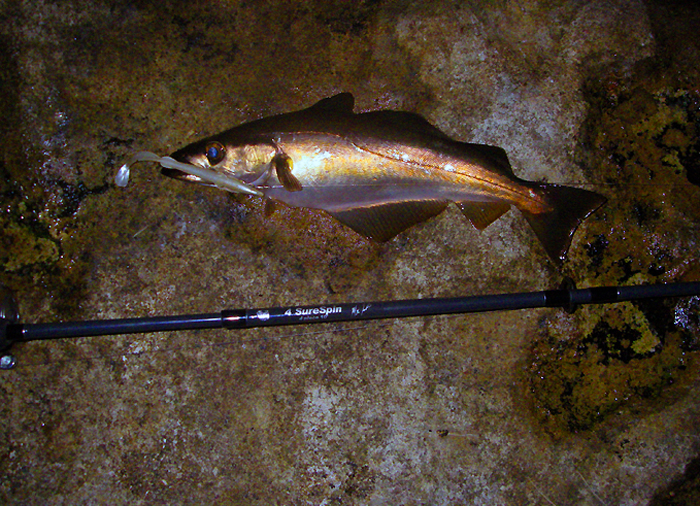 Not a bad fish but no match for the spinning gear.