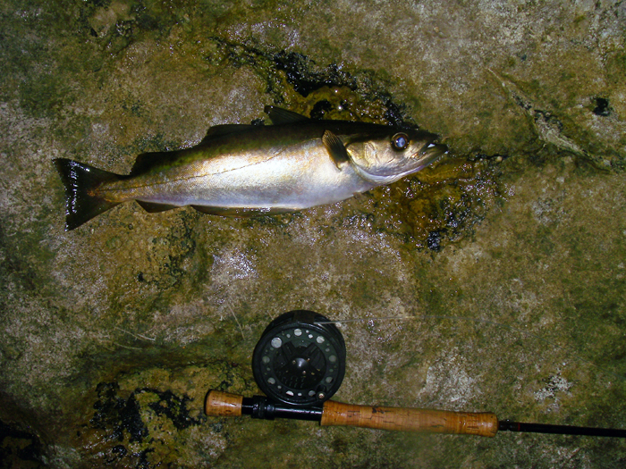 This one took the fly in flat calm conditions.