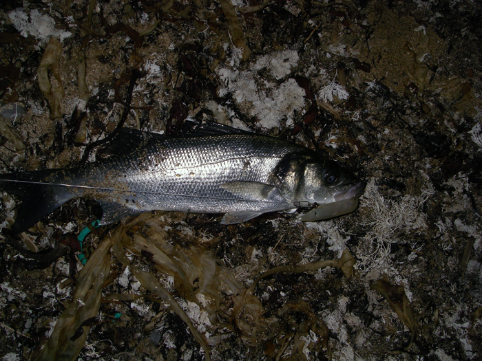 But it is a bass - pity the first one got away.