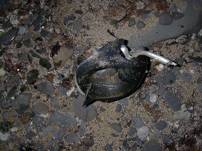 This one decided to wriggle as I pressed the button.