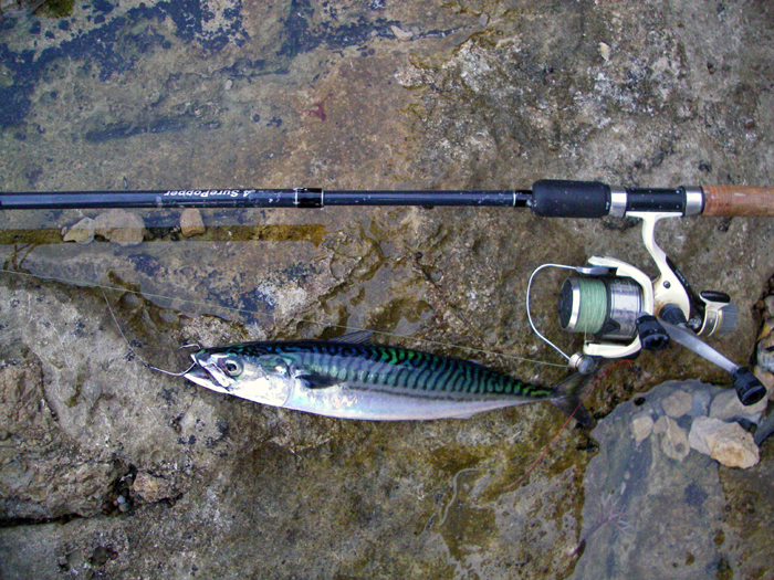 My simple livebait setup - no weights, no floats, no clips, no swivels - just a hook.