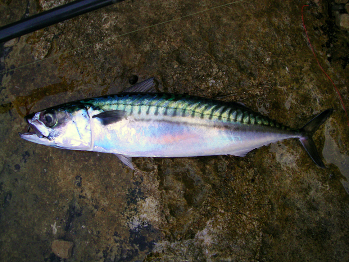 These are wonderful little fish and how they go on light gear!!!