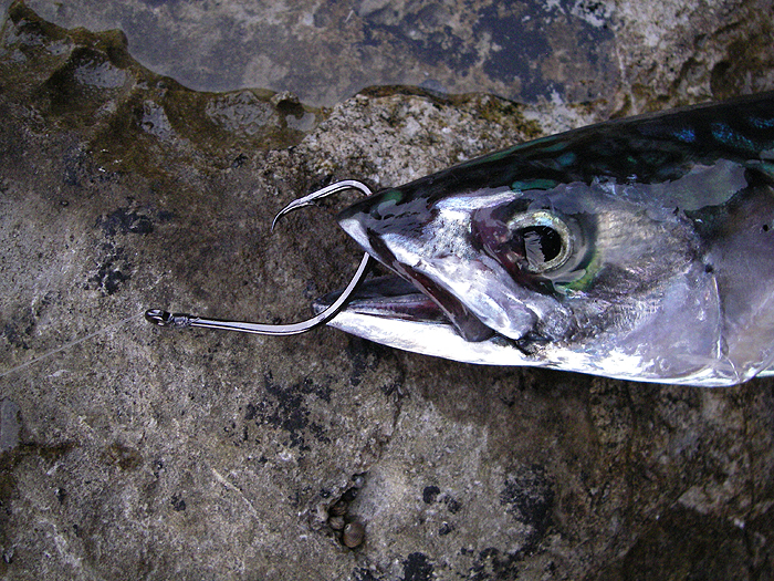 If I'd managed to find a bass I'd be confident of hooking it on this setup.