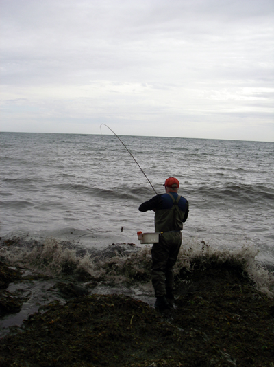 Nigel's fly rod well bent into a good mullet.