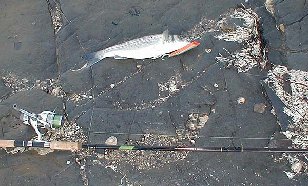 First chuck, second chug and I was into a bass.