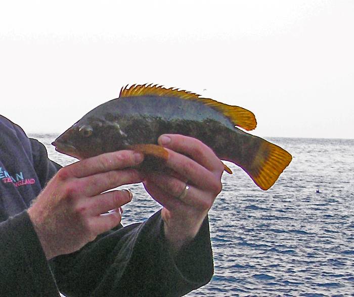 A decent ballan caught on hard crab.