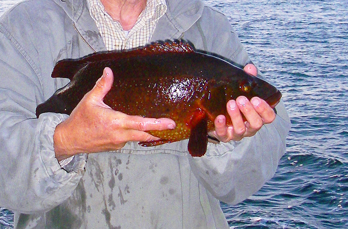 A bigger ballan which also fancied a meal of crab.