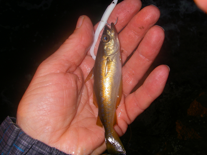 There were hundreds of these little devils down there but they were difficult to hook.