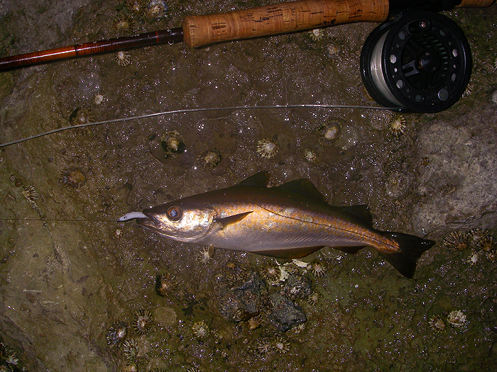Not a monster but pollack of this size put up a good show.