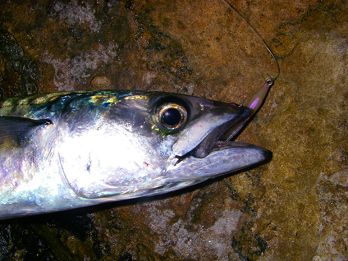 Nicely hooked in the top lip on the small stainless hook.
