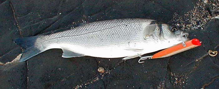 Not a big fish but made to look even smaller by the big slider I was using.