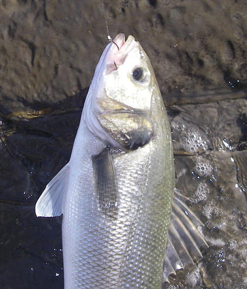 Nigel's second bass with the hook neatly in the scissors.