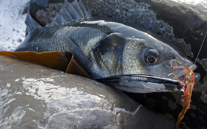 Beached, with the Japanese plug still in its mouth.