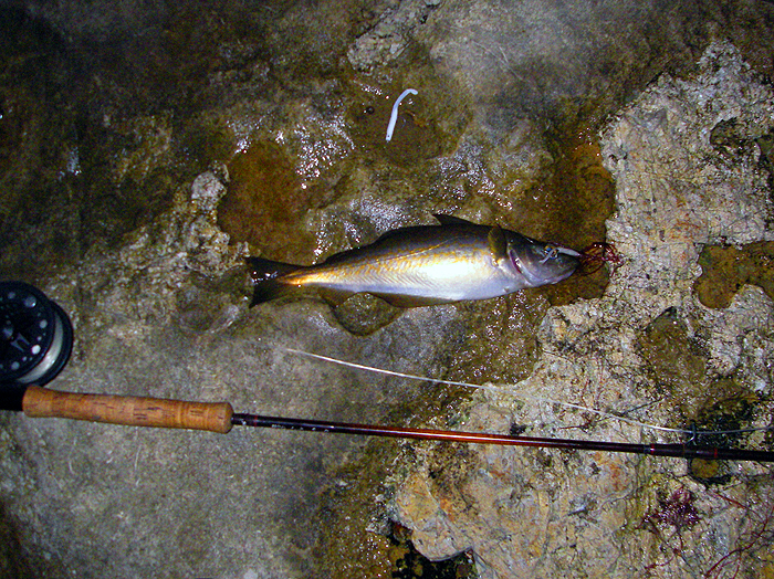 Typically a pollack although sometimes scad bite in the dark.