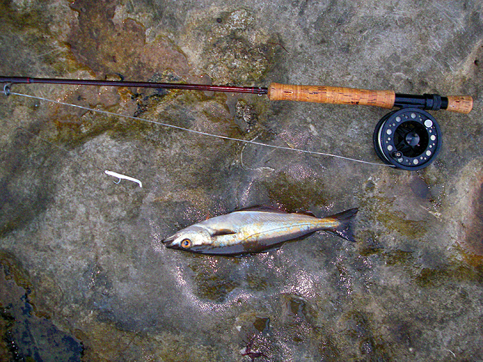 Often it can be a fish a chuck - better than most trout fishing.