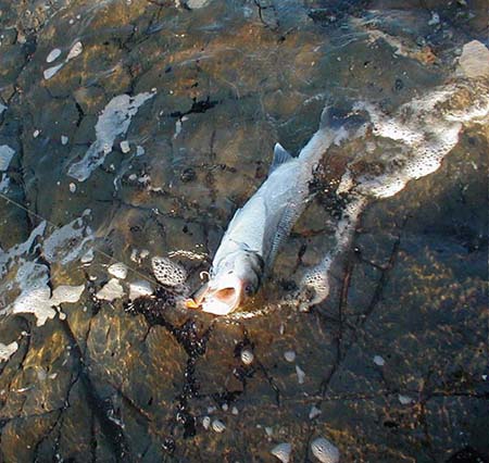 This one slides ashore but most of the fish I just unhooked where I was standing and dropped them back into the knee deep water.