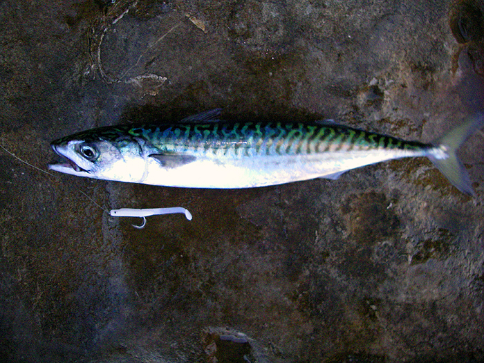 Mackerel love these little Deltas.