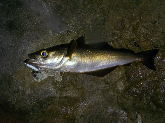 A Purbeck pollack, not large but a good scrap on the fly gear.