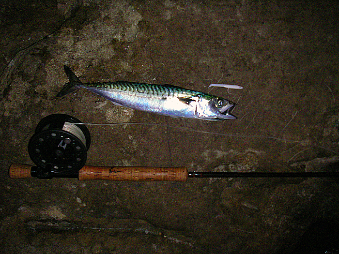 Much livelier than the pollack of similar size and often providing several fast runs before they are landed.