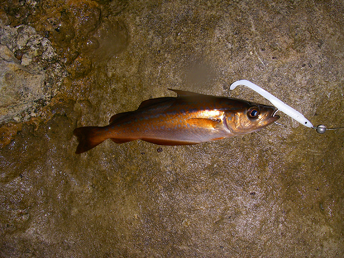 Once these little chaps start to take the fly I generally pack in.