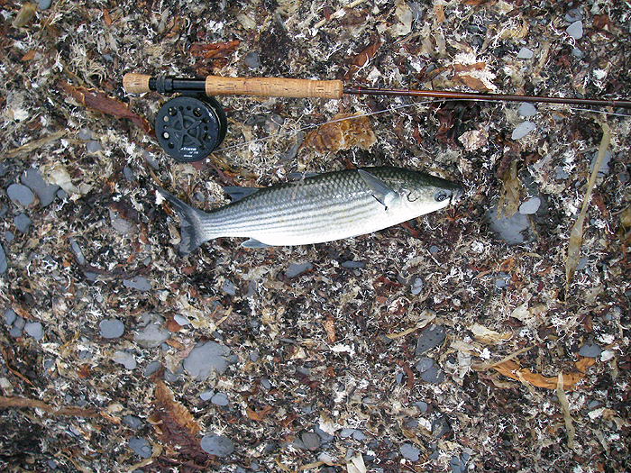 Having already lost one after a prolonged struggle I was well pleased to land this one.