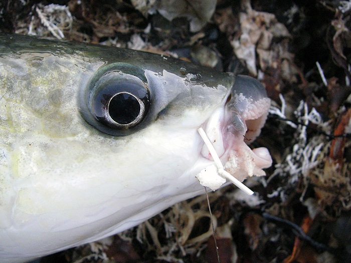 Alan's imitation maggot fly well embedded in the corner of the mouth..