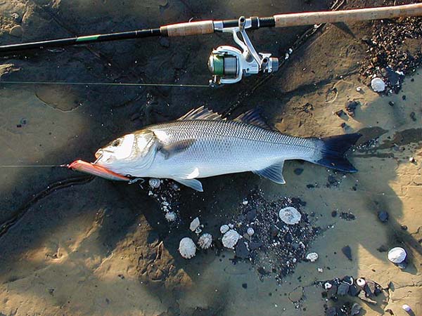 This is what an Autumn bass should look like.