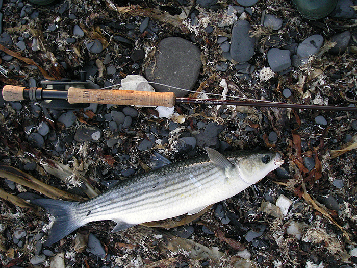 The first of my two. Again it's well hooked in the corner of the mouth. Eureka!